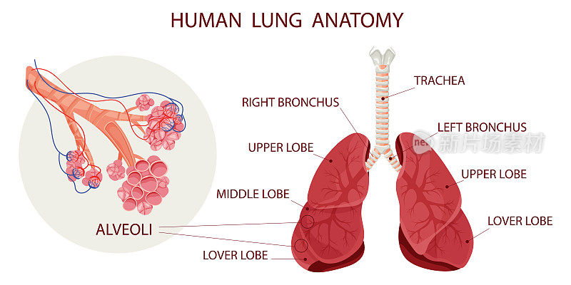 肺泡肺中有血管的肺泡