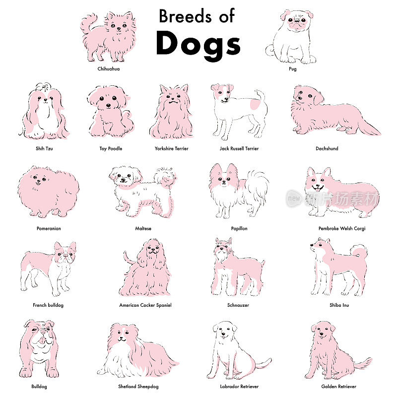 简单可爱的流行狗品种手绘线条矢量插图集