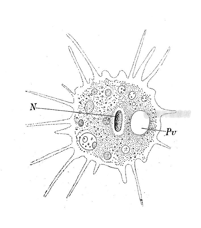 仿古生物动物学图像:变形虫(Dactylosphaera)水螅