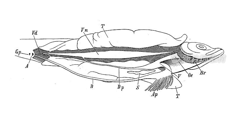 古代生物动物学图像:鲱鱼