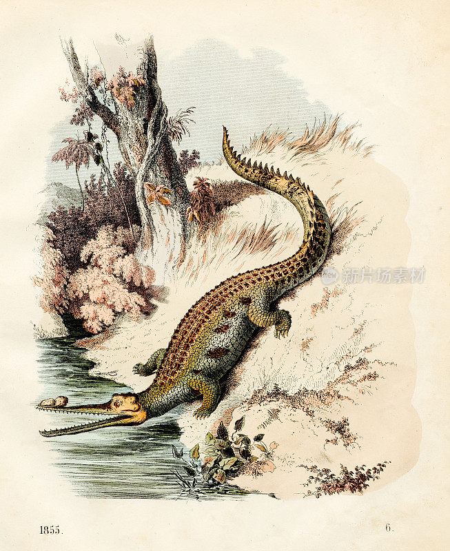 恒河鳄鱼彩色板插图1855年