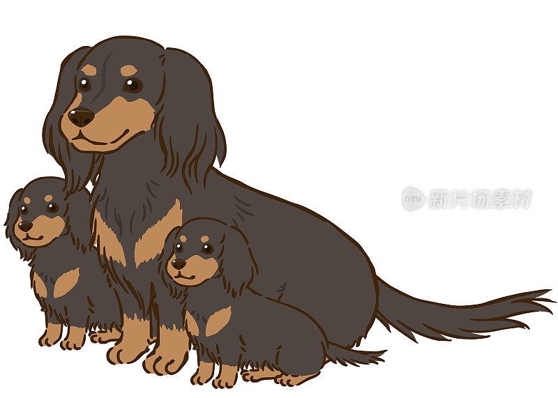 腊肠犬父母和孩子(长毛，黑色和棕色)