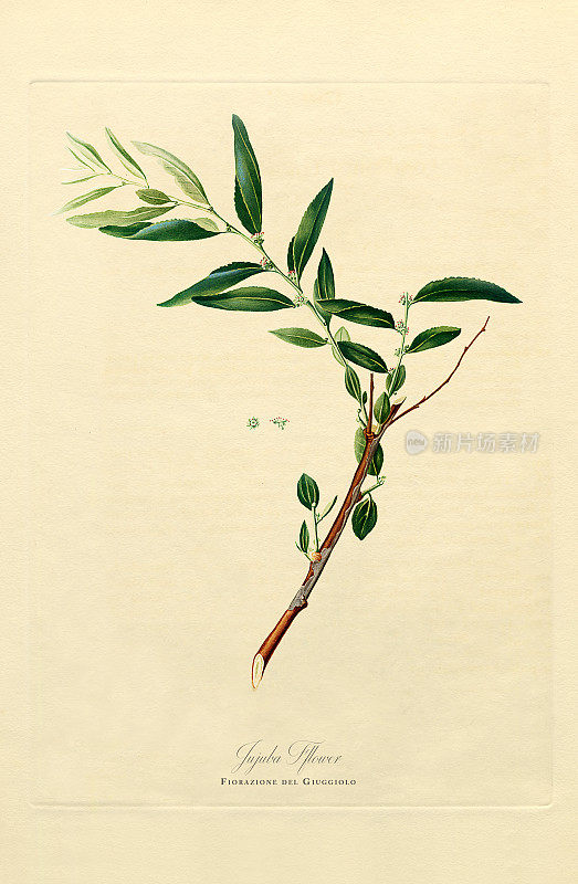 手工着色古董插图，枣，植物插图，大约1817年