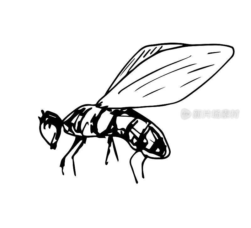 手绘的简单矢量插图与黑色轮廓。昆虫，苍蝇，蜜蜂孤立在白色背景上。元素的野生动物。