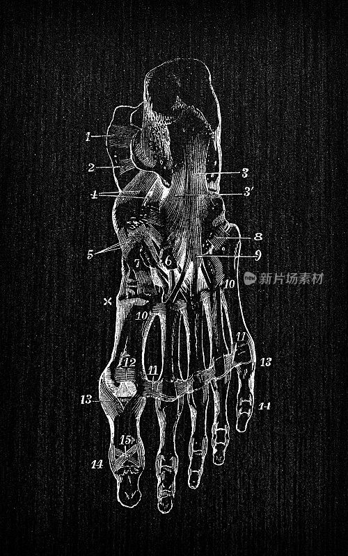 人体解剖学仿古插图:踝足关节