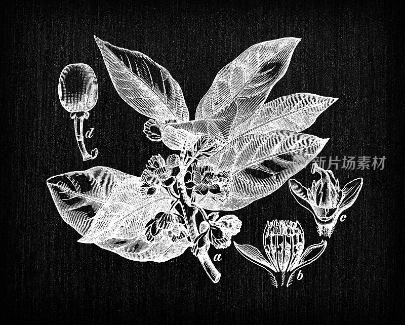 植物学植物古董雕刻插画:月桂(月桂、香月桂、月桂树、真月桂)