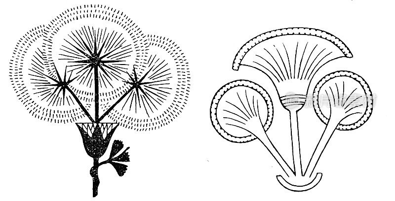 古埃及文化:纸莎草伞形花序
