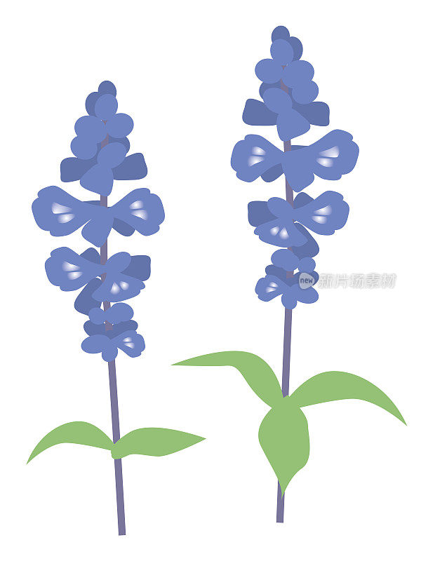 两朵蓝色鼠尾草花。简单的平面设计。