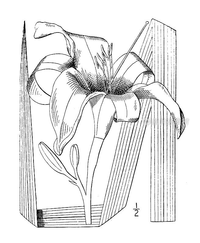 古植物学植物插图:萱草，萱草