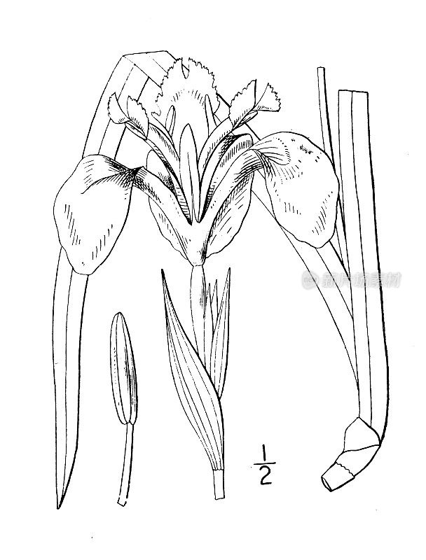 古植物学植物插图:鸢尾、黄旗