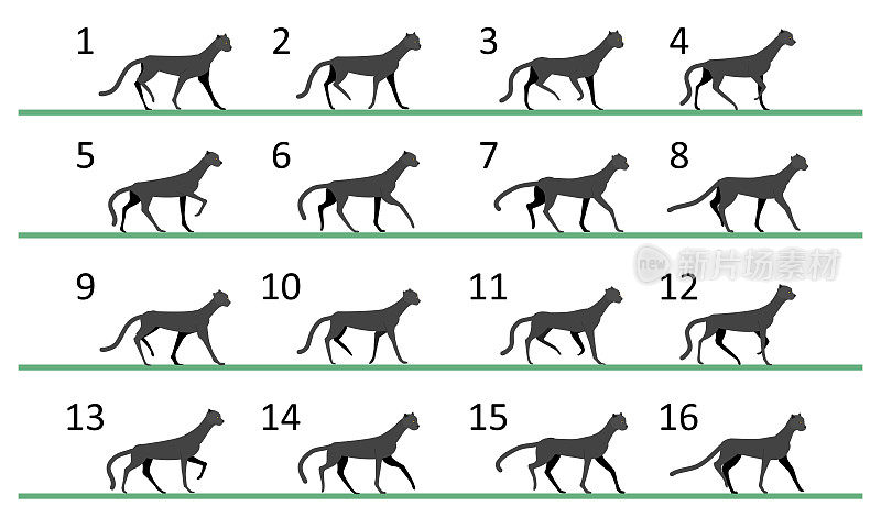 野猫行走动画。16个关键帧的行走周期。无尽的循环运动。