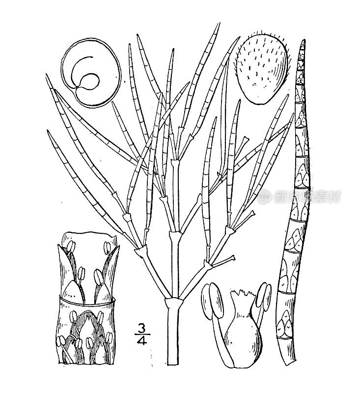 古植物学植物插图:盐角草、细长玻璃草