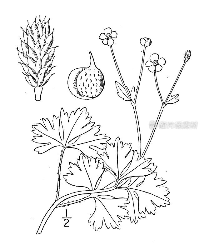 古董植物学植物插图:密苏里毛茛，密苏里毛茛