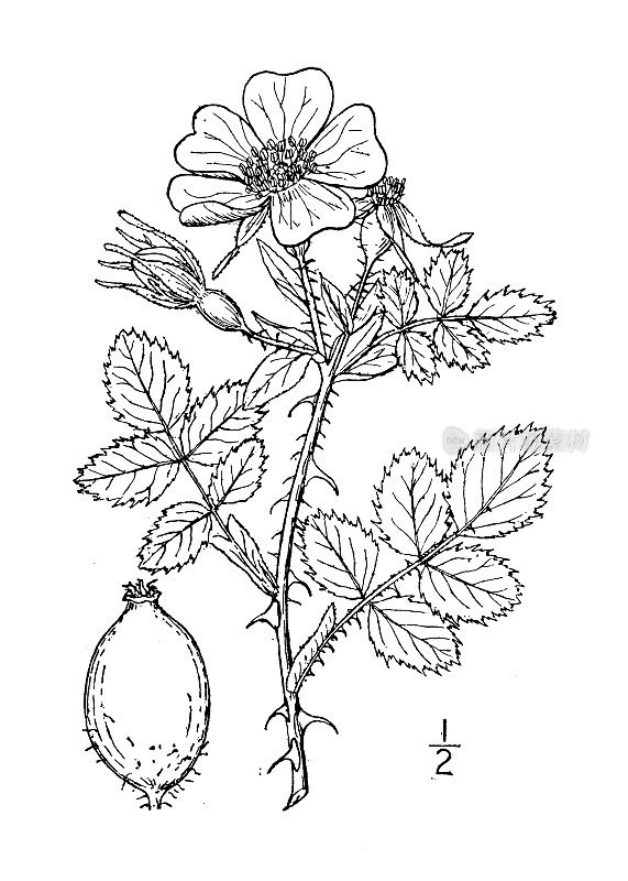 古植物学植物插图:蔷薇、蔷薇