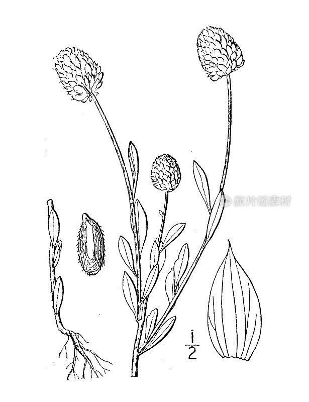 古植物学植物插图:远志、橙汁
