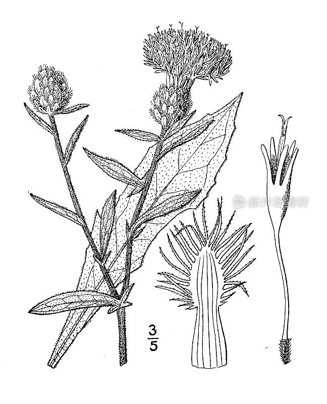 古董植物学植物插图:黑矢车菊，黑色knapweed