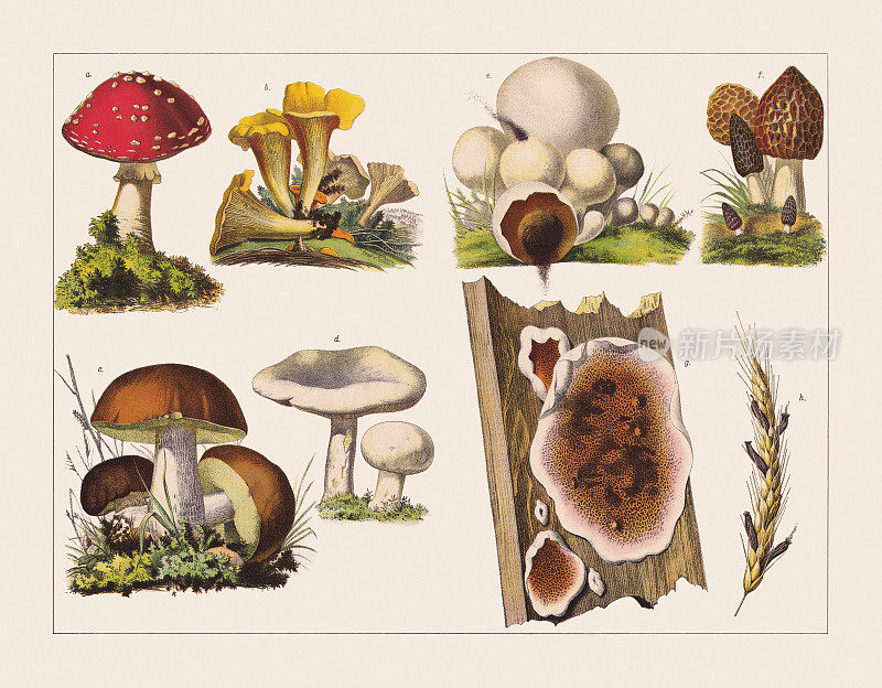 各种可食用和不可食用的蘑菇，石印，1891年出版