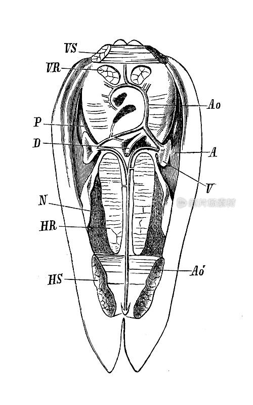 古代生物动物学图像:阿卡诺埃