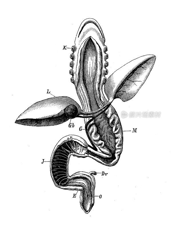 古代生物动物学图像:鱼雷，肠