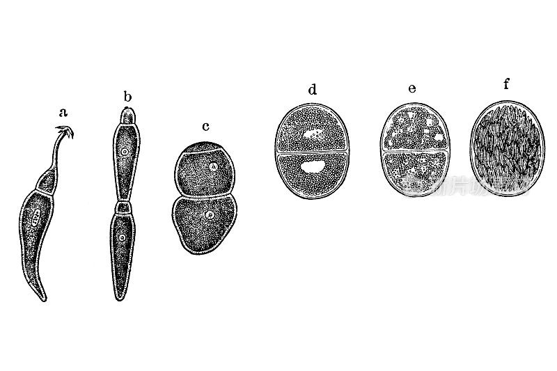 小泡虫是一组尖复杂的小泡虫，分类为小泡虫或小泡虫