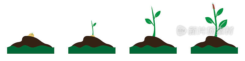 植物生长阶段。发芽长成植物。植物发展的阶段。生态学的概念。成长过程