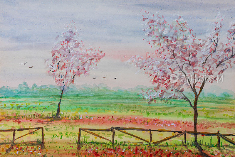 水彩手工绘画。樱花树、草地、木栅栏、飞鸟的春景