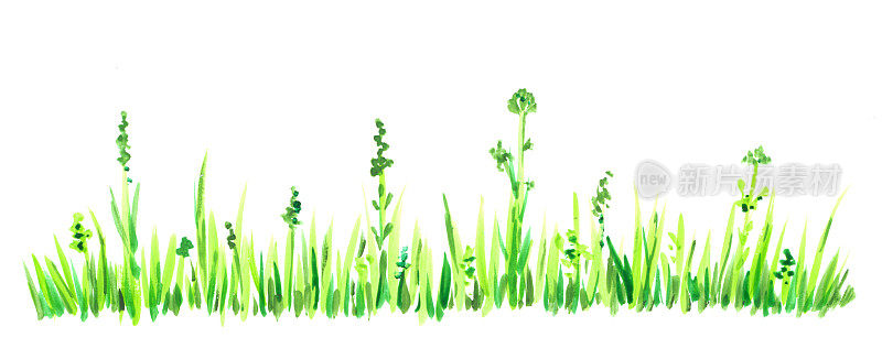 水彩绘画。绿草如茵，绿草如茵。牧草,植被。花香镶边，春夏自然。草地上的花。