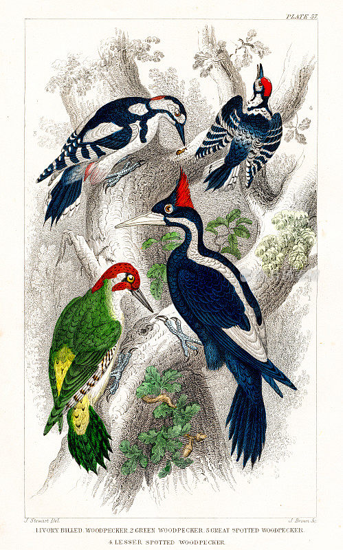 鸟类:啄木鸟，绿啄木鸟，斑点啄木鸟-来自奥利弗・戈德史密斯1872年“动画自然史”的罕见原创