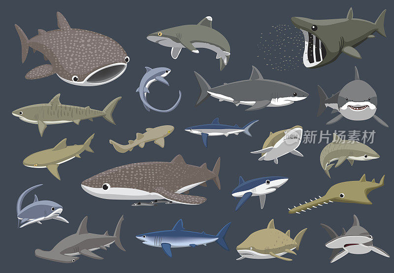 各种鲨鱼设置卡通矢量插图
