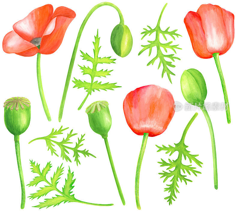 水彩红色罂粟集。手绘植物罂粟花，罂粟花蕾，叶和种子盒插图孤立在白色背景。亮田植物元素用于卡片、装饰、设计。