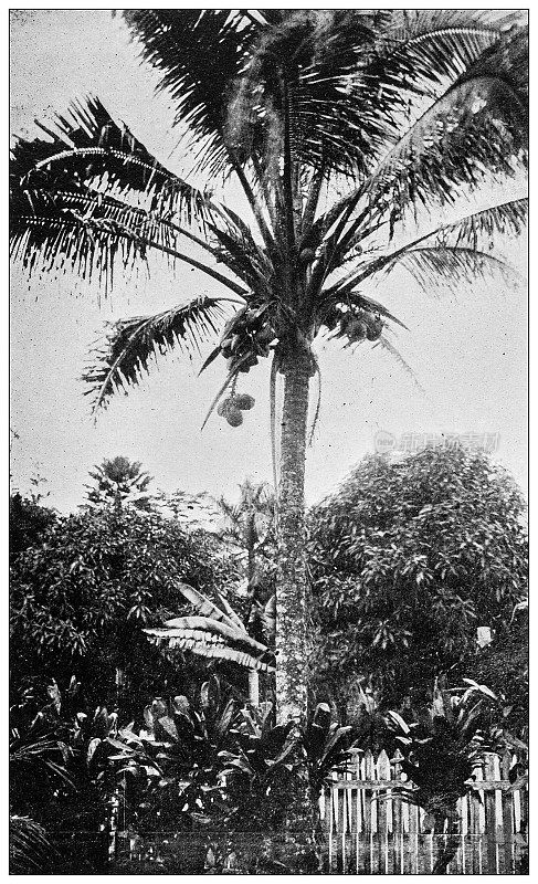 夏威夷，古董照片:椰子树