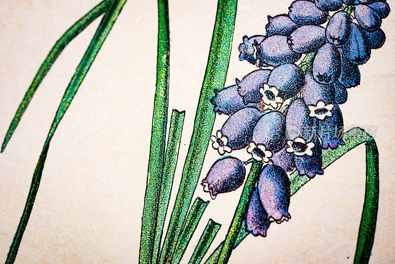 古董植物学插图:葡萄风信子，Muscari总状花序