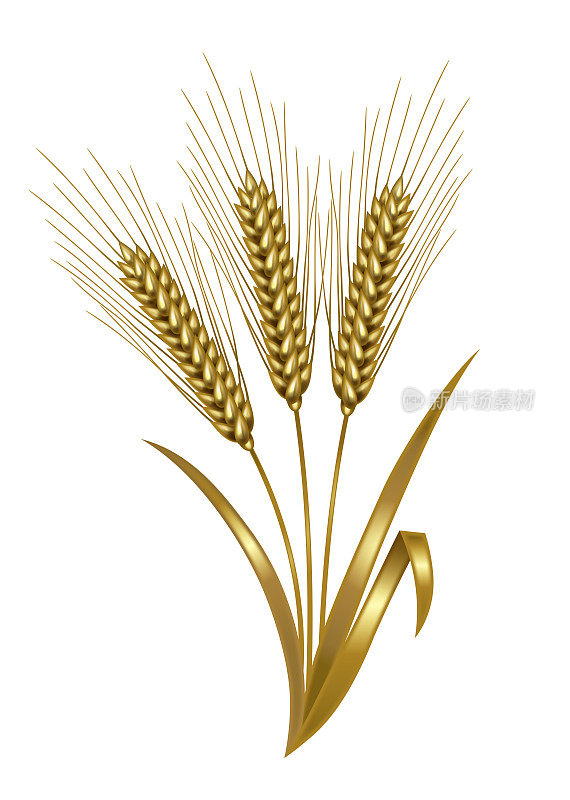 插图的小麦。