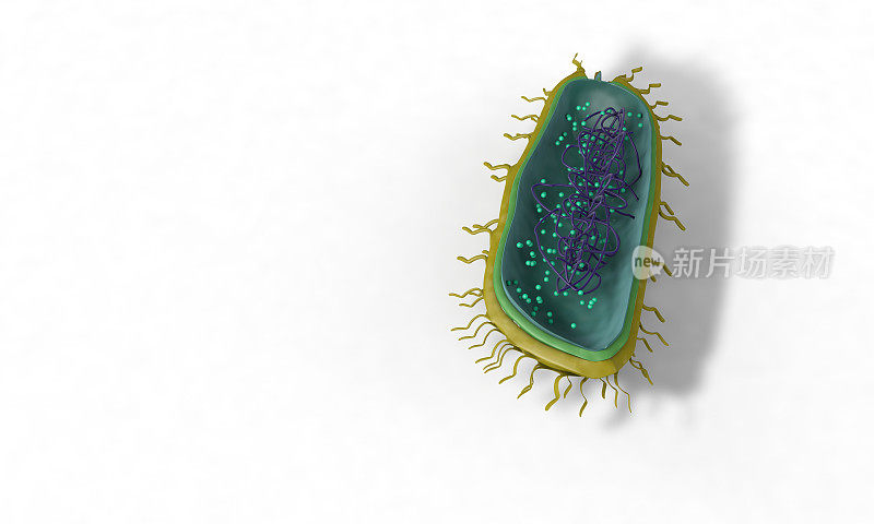细菌结构模型，背景3d渲染