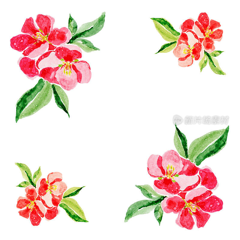 日式贺卡。植物水彩插图的红色榅桲花盛开在白色的背景。可以用于网页设计，测谎或纺织