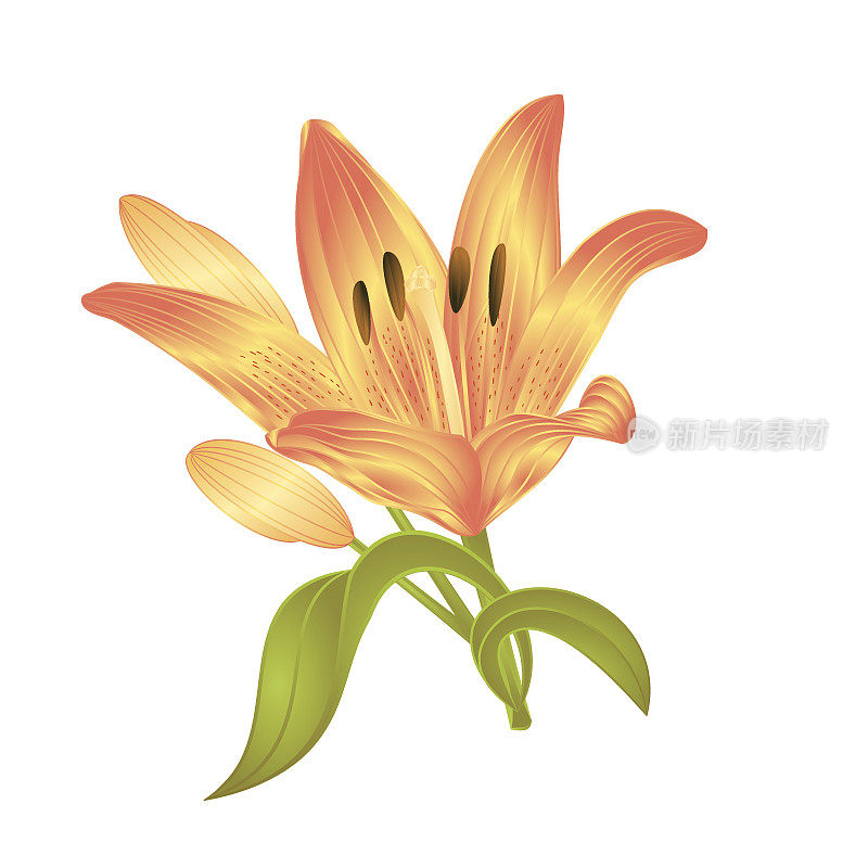 黄百合白百合，花与叶和芽在白色背景矢量插图编辑