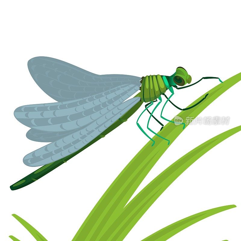 蜻蜓昆虫，有大眼睛和强壮透明的翅膀