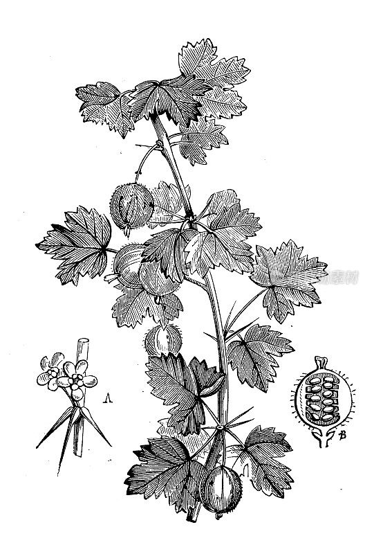古植物学插图:醋栗、罗纹莓、罗纹莓