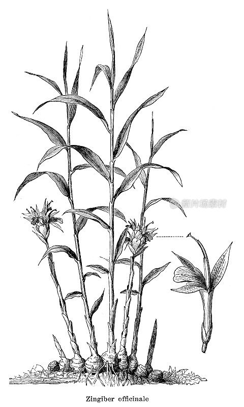1897年姜或姜属植物插图