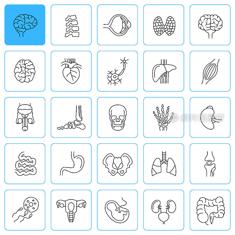 人体内部器官解剖线图标。可编辑的中风。