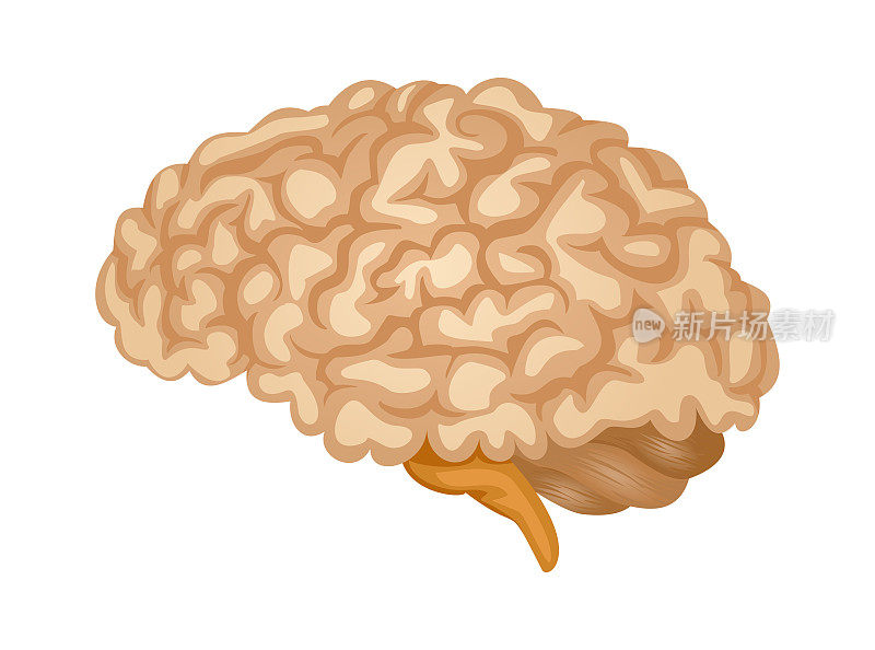 人类大脑的象征。侧视图为大脑解剖学。彩色矢量图标的医疗应用程序和网站