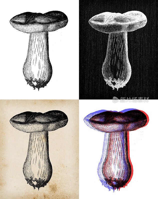 古董植物学插图:牛肝菌，猪肝菌，小圆面包，猪肝