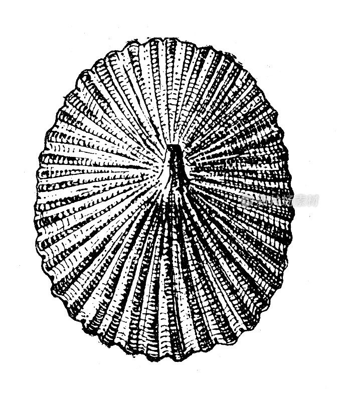 古董插画:去掉外壳