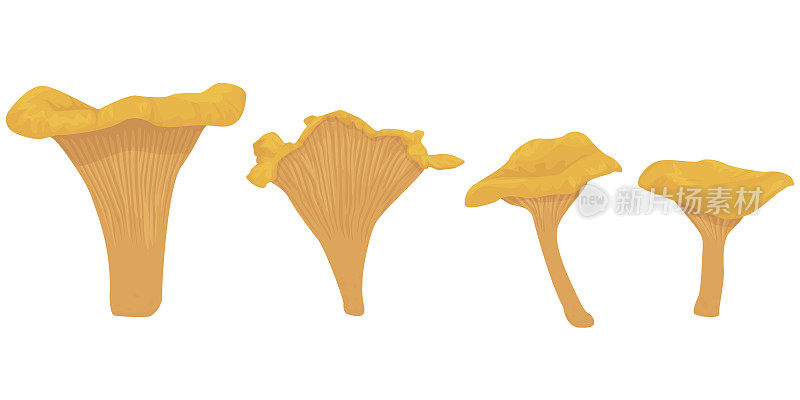 鸡油菌菇孤立在白色背景上。可食用的蘑菇类型。素食主义。金蘑菇，黄蘑菇，鸡油菌，蛋蘑菇，鸡柳，松饼。平面向量。