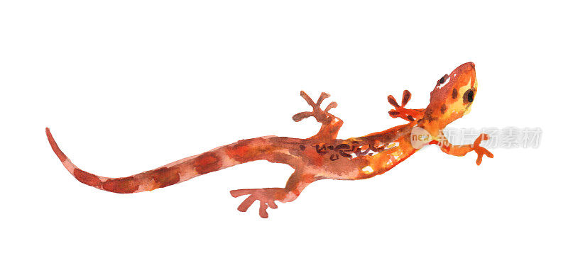 一只水彩红色鬣蜥(鬣蜥)，摆着优雅的姿势。