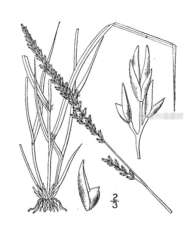 古植物学植物插图:长叶孢子草、长叶灯心草