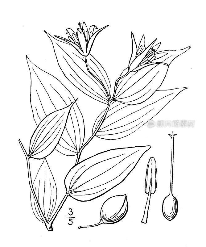古植物学植物插图:毛蕨、毛蕨