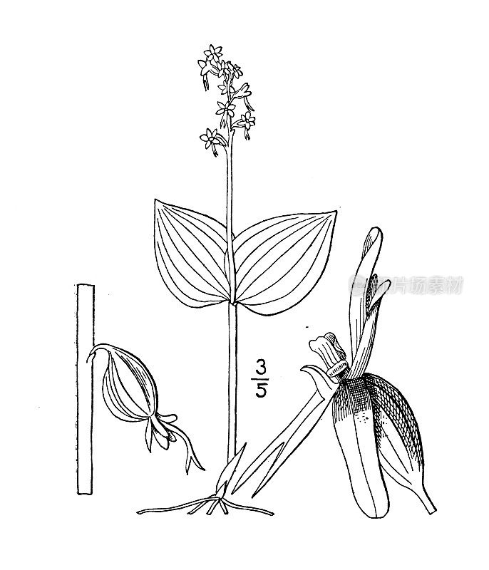 古植物学植物插图:李斯特拉cordata，心叶