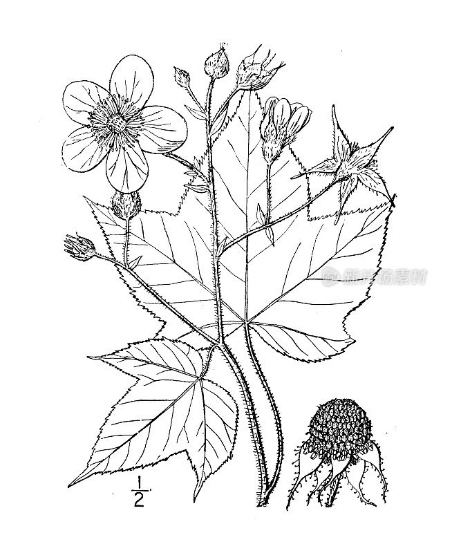 古董植物学植物插图:臭树，紫色开花覆盆子