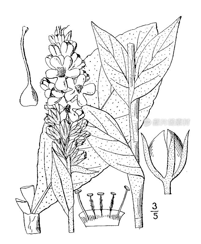 古植物学植物插图:马伦